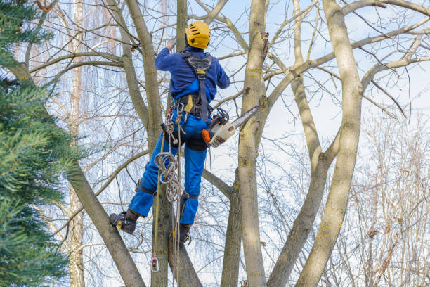 Best Commercial Tree Services  in Holden, MO